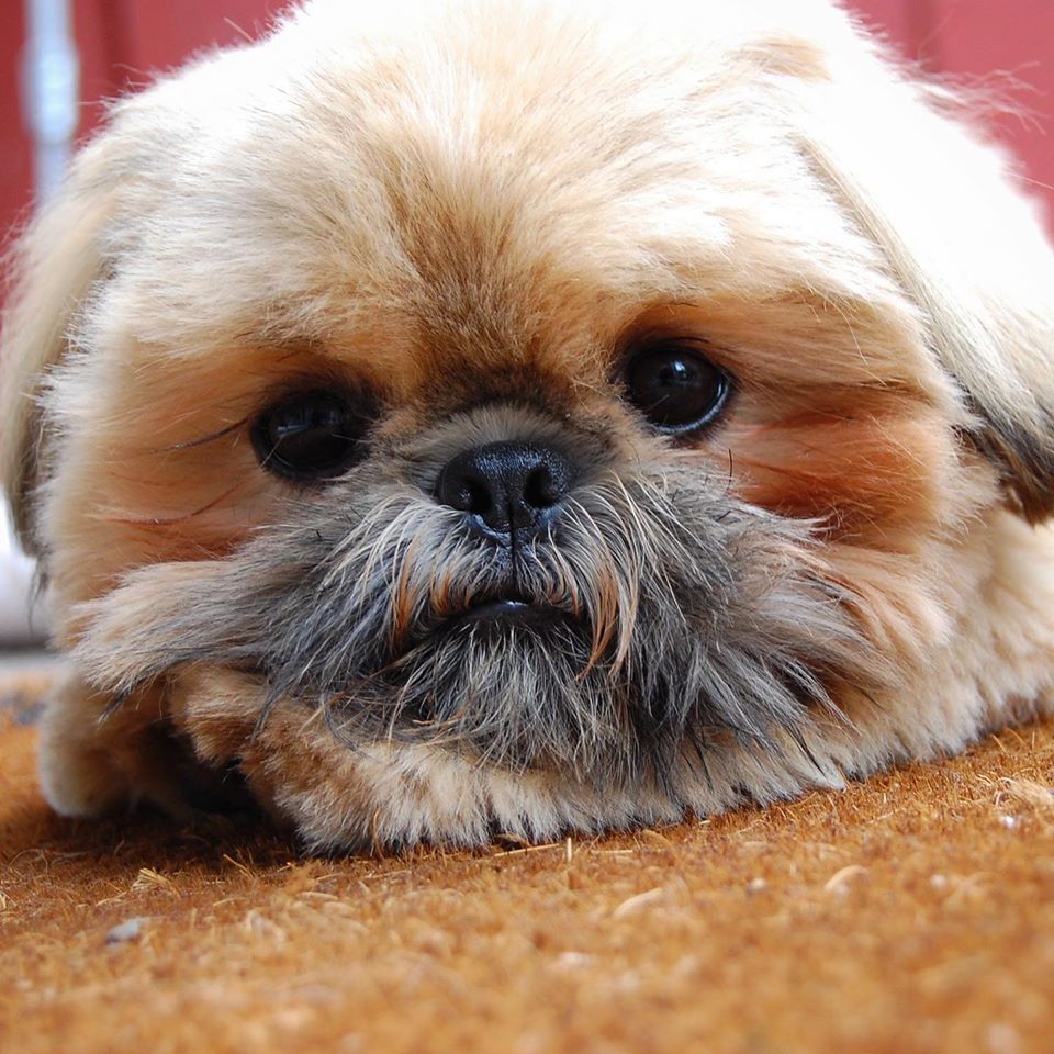 Dougie the Shih Tzu.